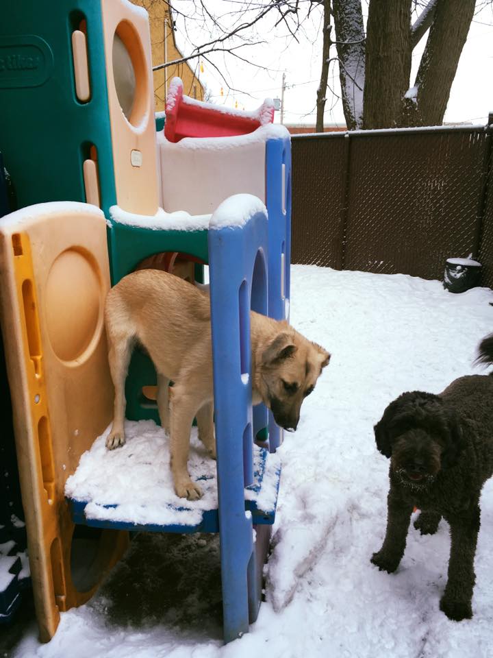 backyard snow play structure