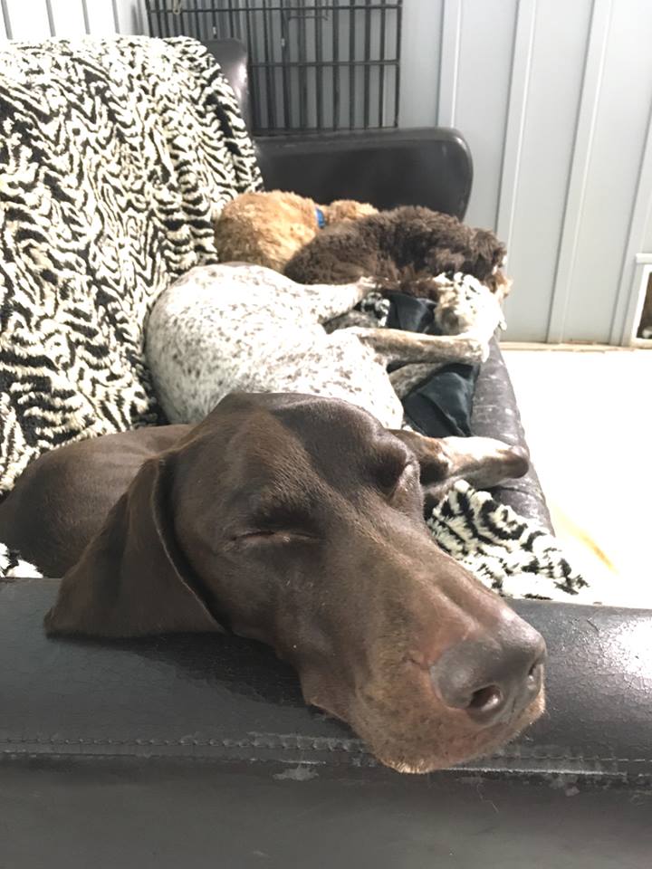 dogs couch