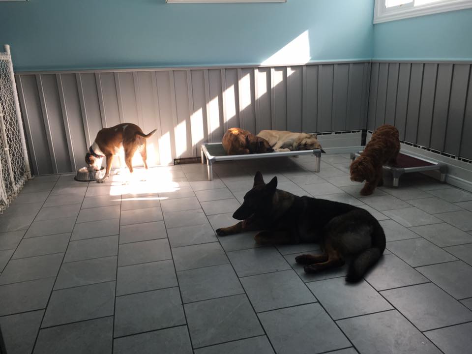 dogs inside relaxing