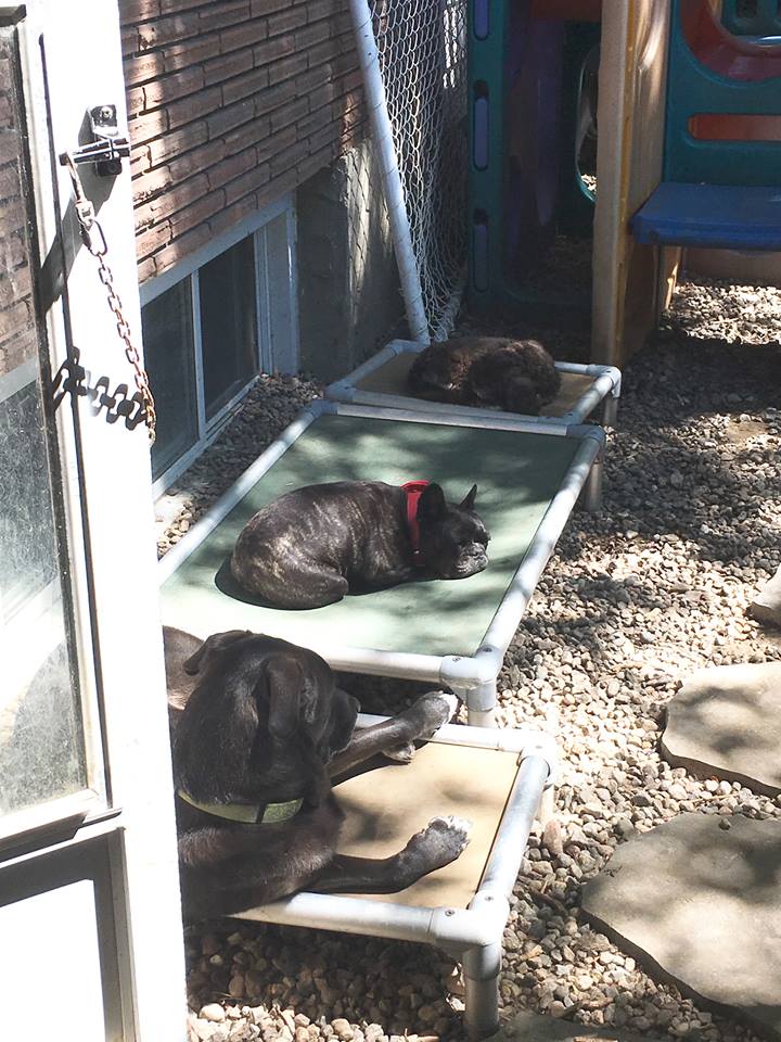 dogs sunbathing